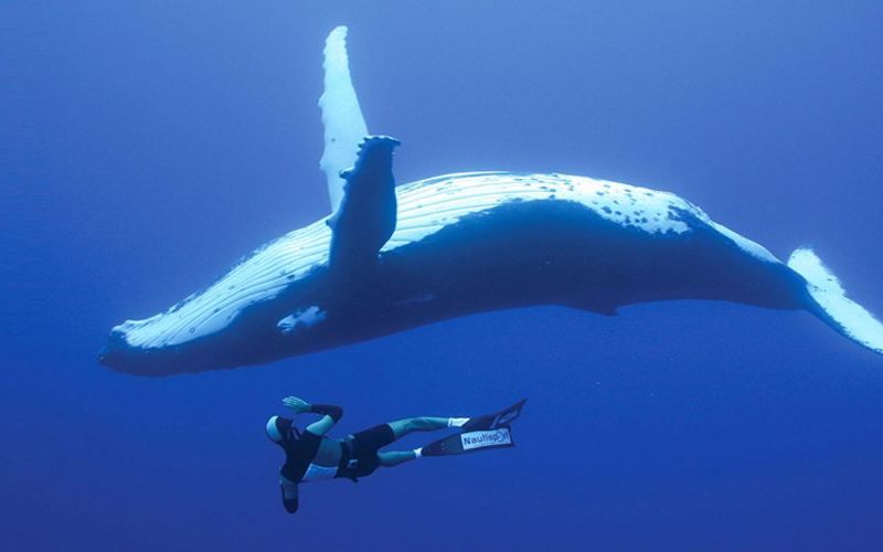 Swimming With Humpback Whales Is Magnificent