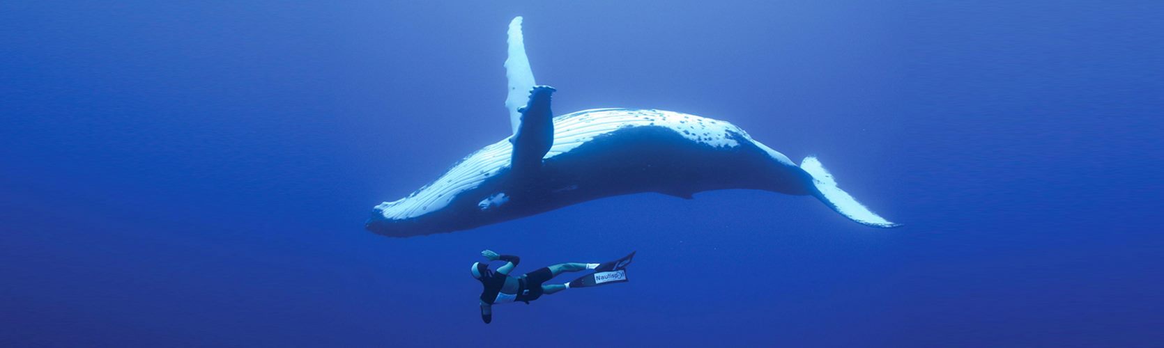 swim-with-whale